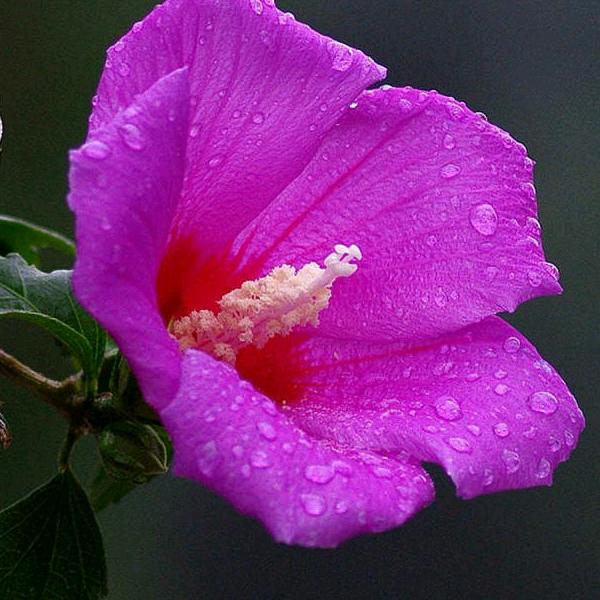 田野草莓蛋糕店