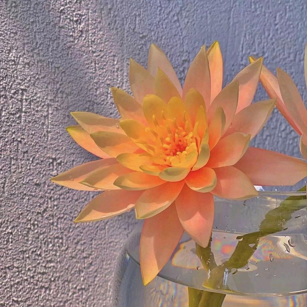 浅笑如夏