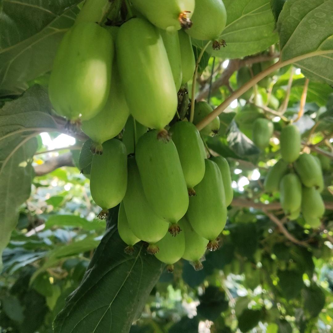 软枣猕猴桃采摘园