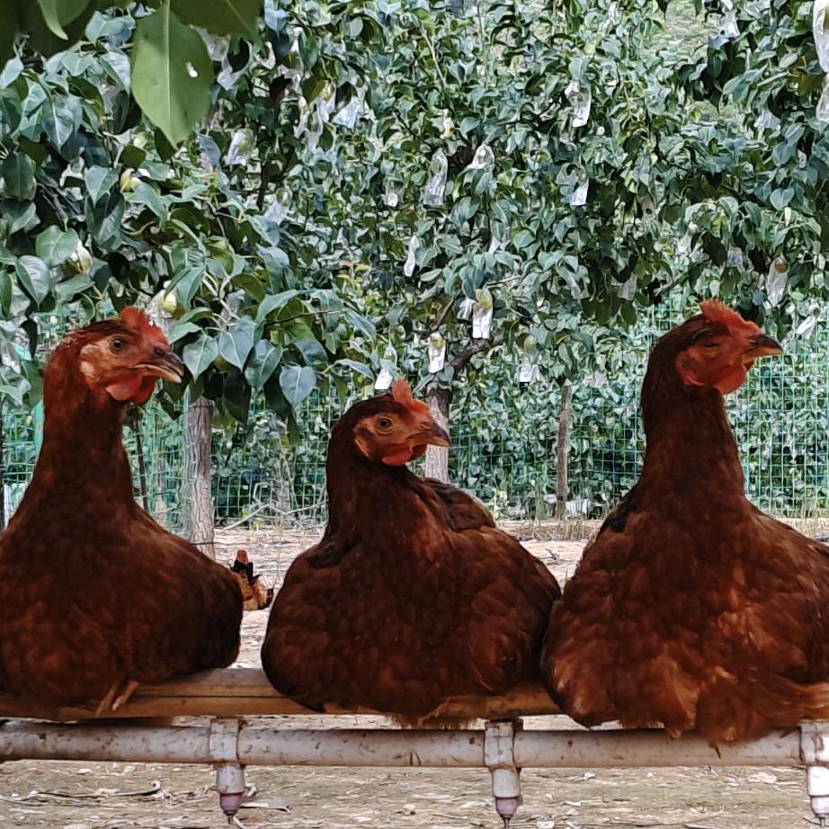 撒丝鸡（郎寨村养鸡场）