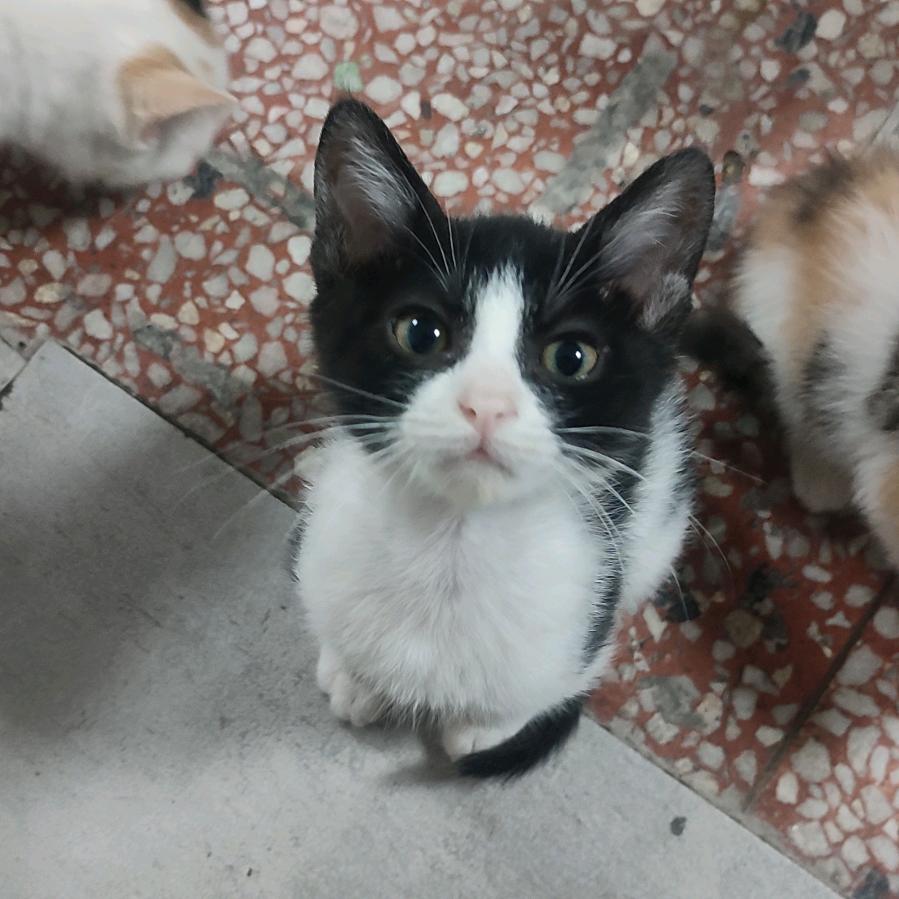 星云流浪猫乐园（支持领养）