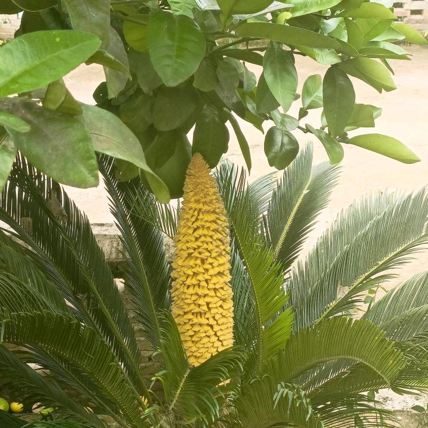 (✪▽✪)剑^O^剑