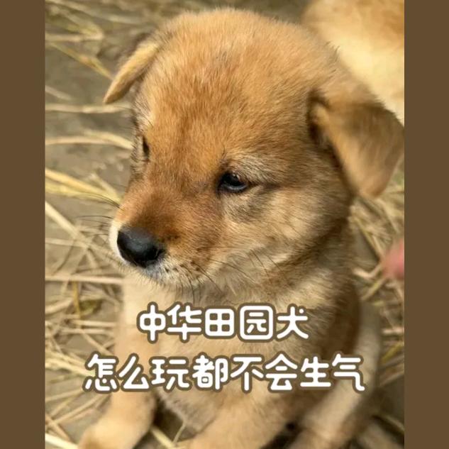 今晚打老虎🐯🐯