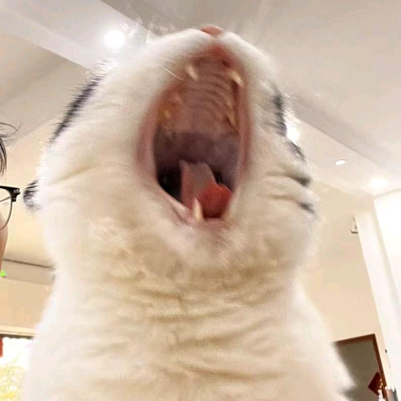 豆豆是奶牛儿咪