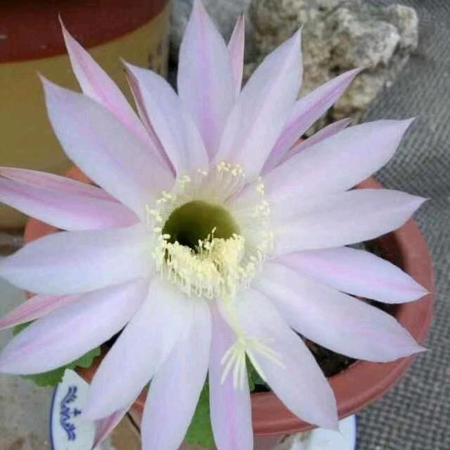健康快乐一枝花