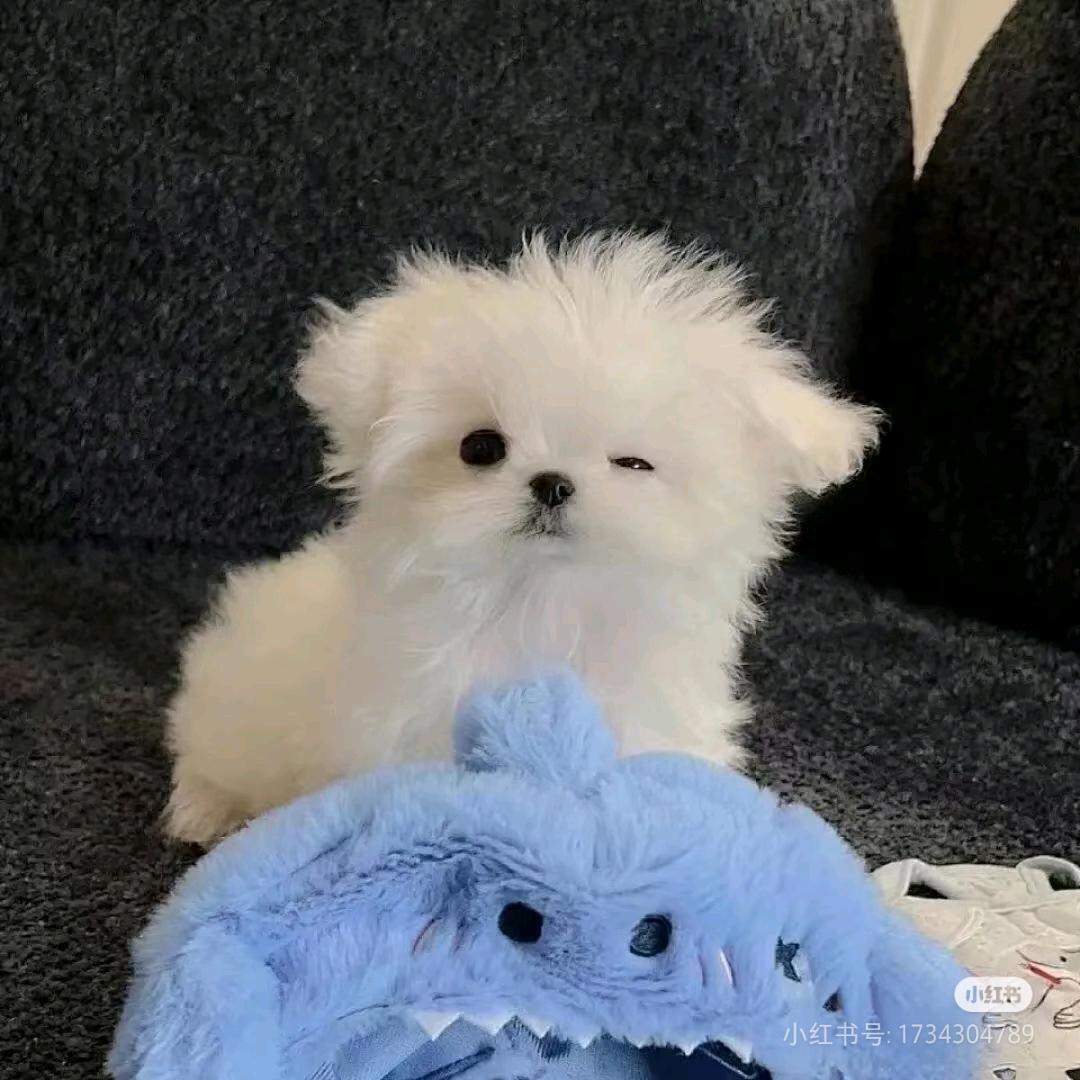 得应