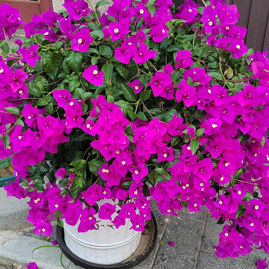 魏花花