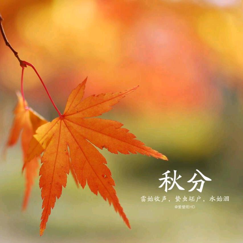 蝴蝶胡