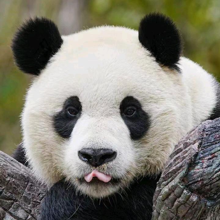 晓雨萌宠