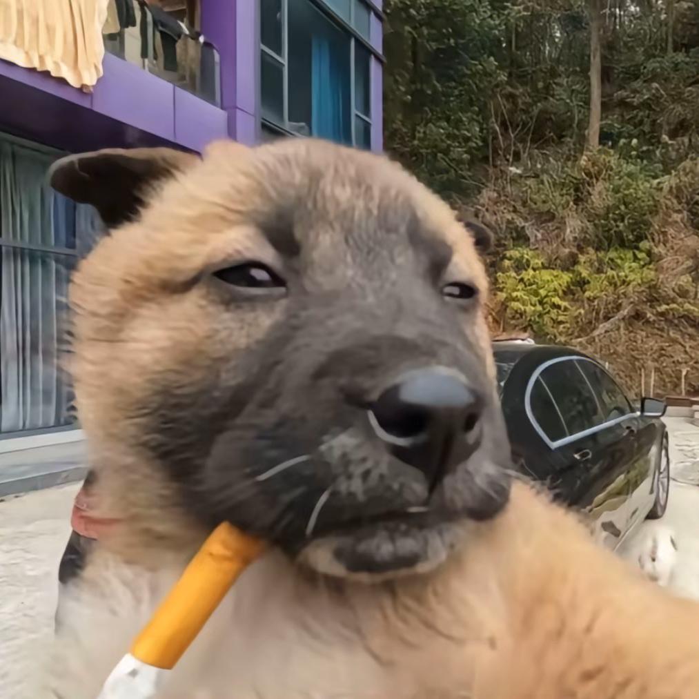 半杯呆瓜