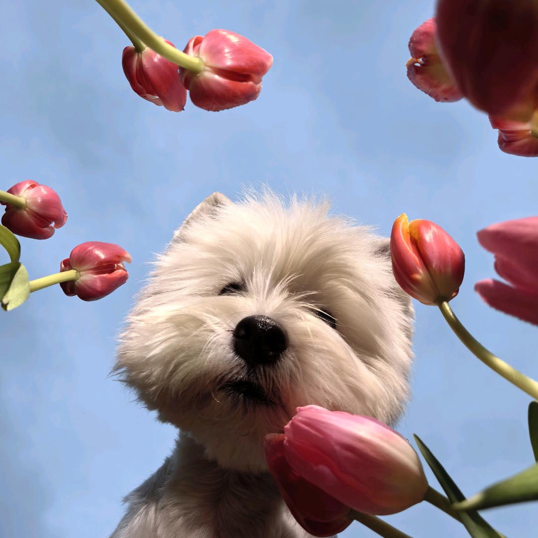 重生之我在华为当销售