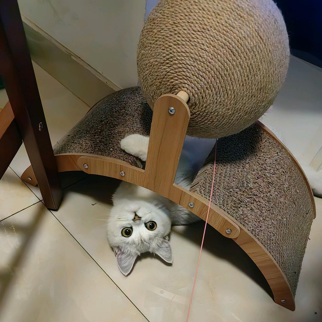 一个折颈（已见gloria版）