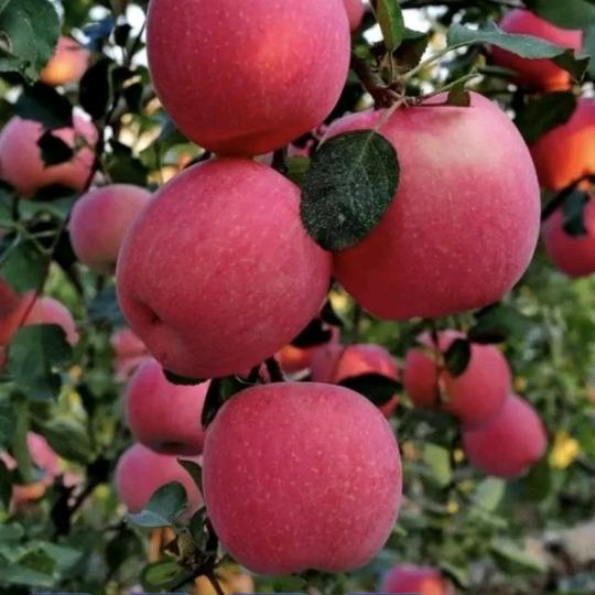 დོ💞李尚汪来ᰔᩚ⁵²⁰࿐ོ