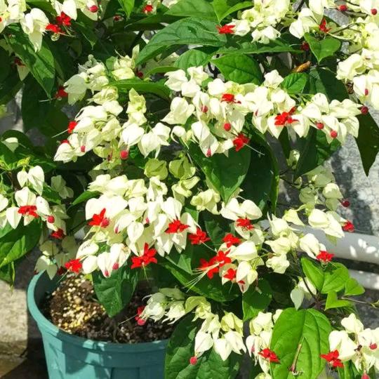 万事如意天下最姑亲艺洋奶奶