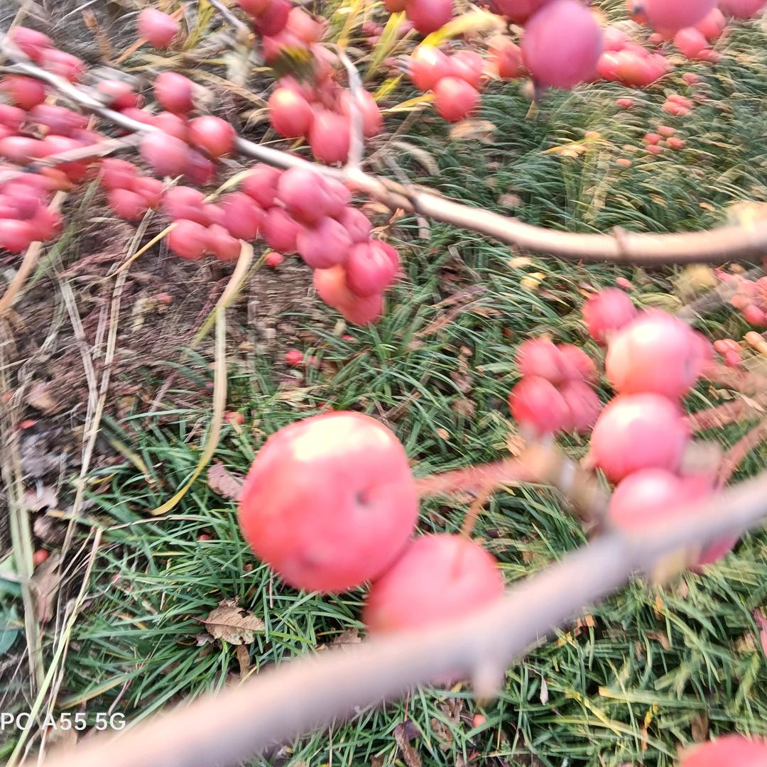 怒放的生命704