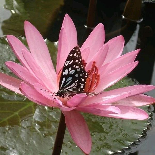 陈菊