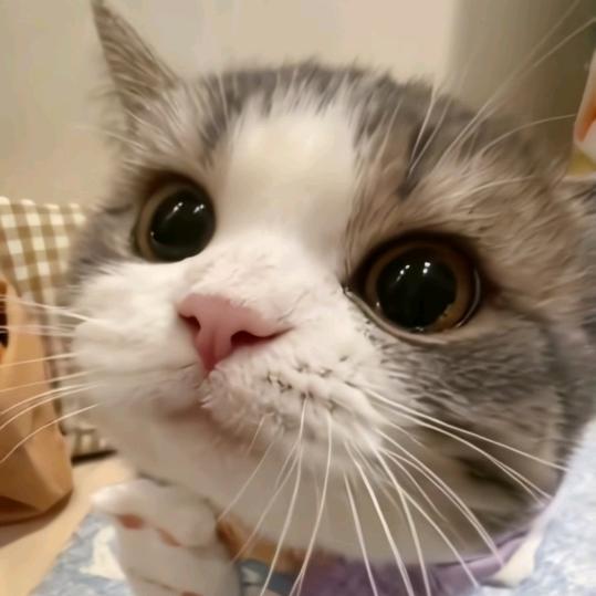 范范（成长版）