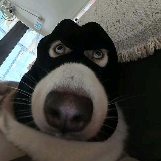 猛踹瘸子那条好腿