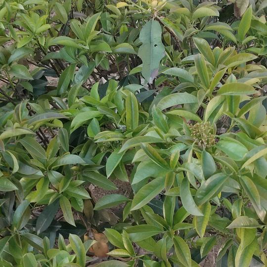 浪泉大盘鸡招牌炒鸡