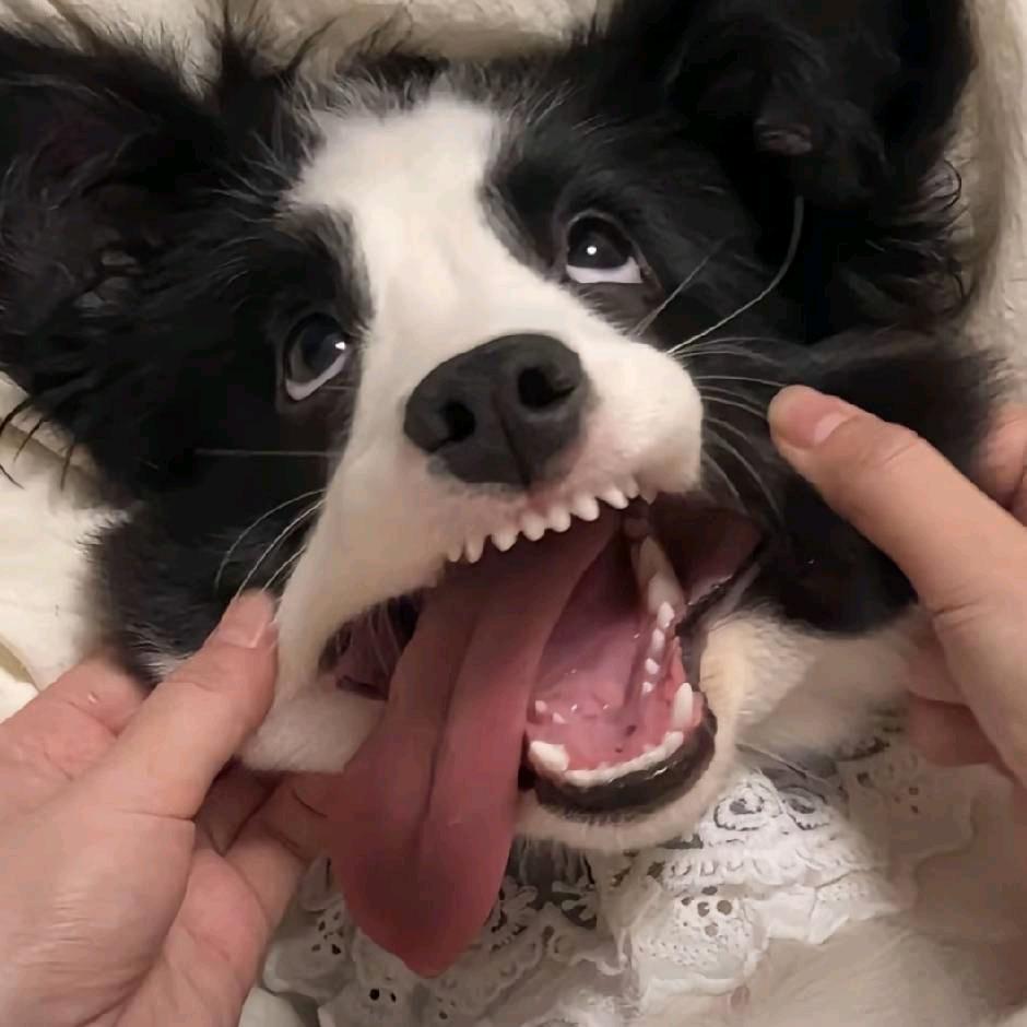 渔夫帽