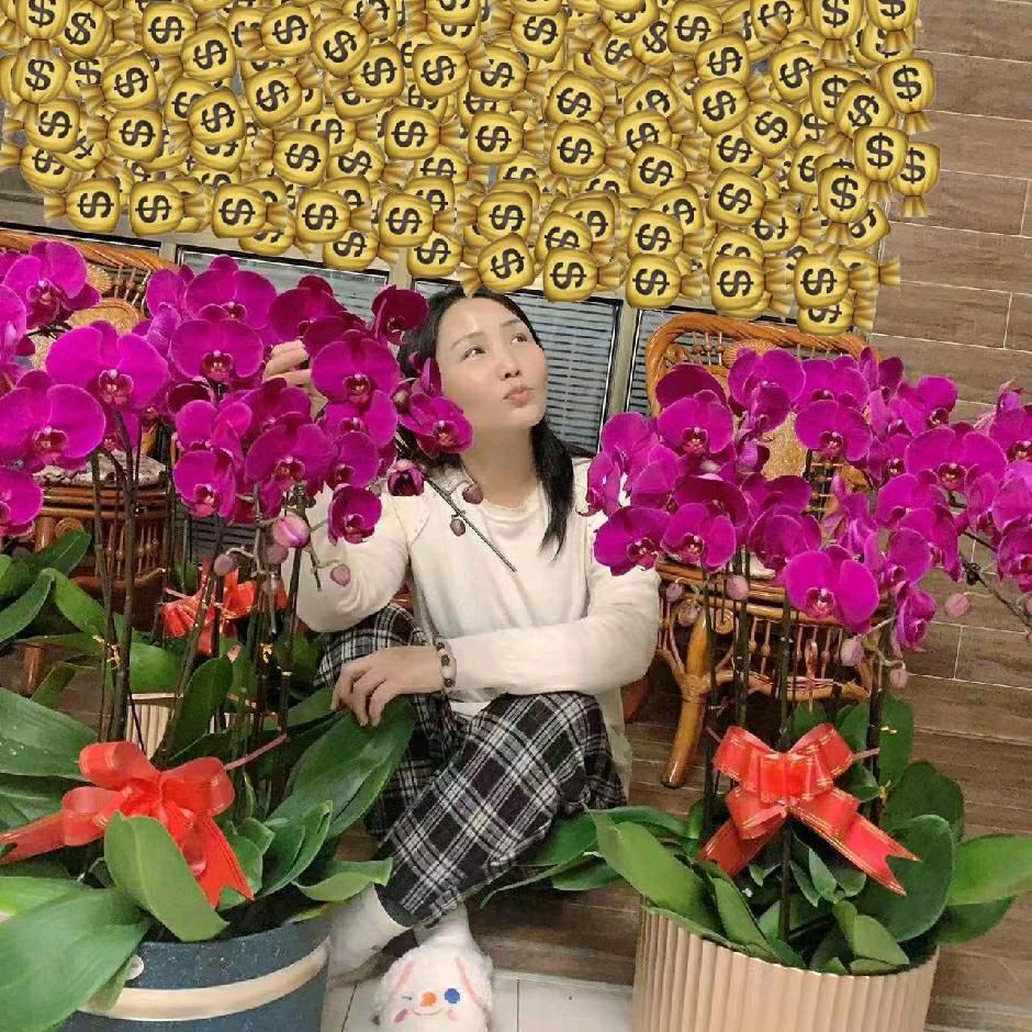 西乡绿艺花卉春姐