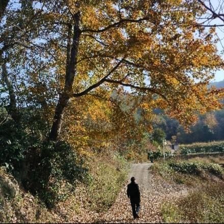 动物视觉看世界