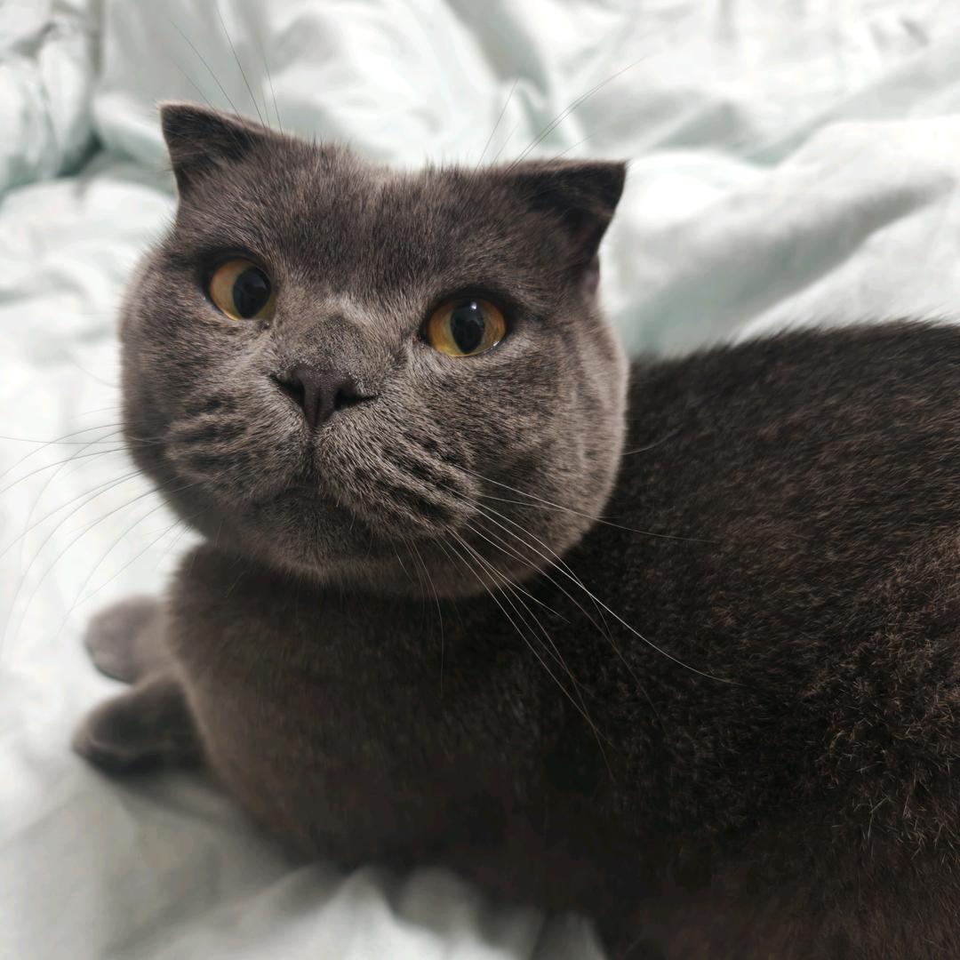 是臭元宝呀❤️