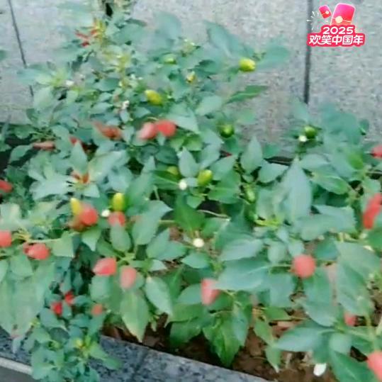 草莓🍓（记录生活）