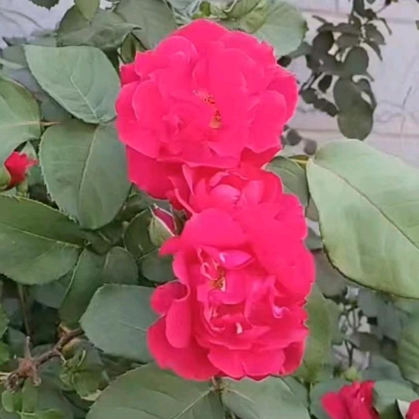 🌺往后余生🌻随💝心