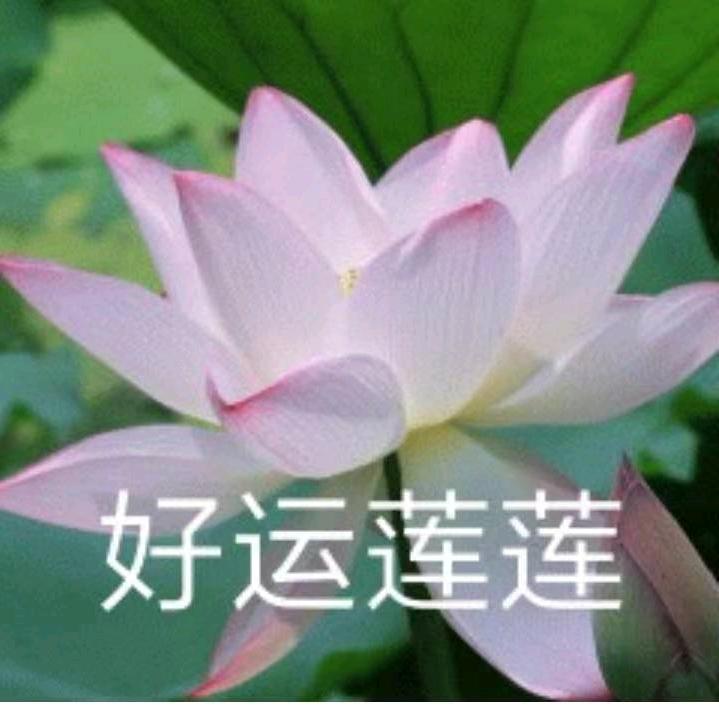 铁锤妹妹1017