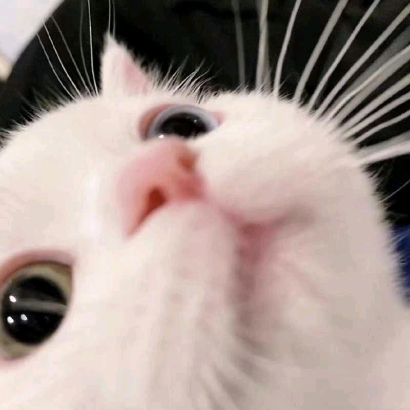 喵酱🐱读博版