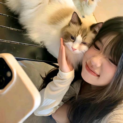 呆呆7