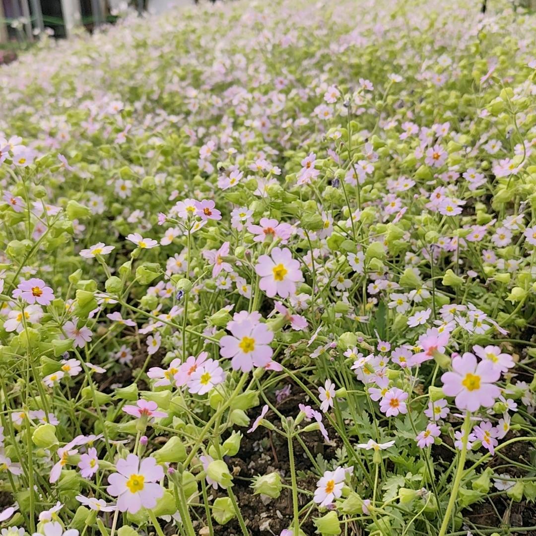 糖糖