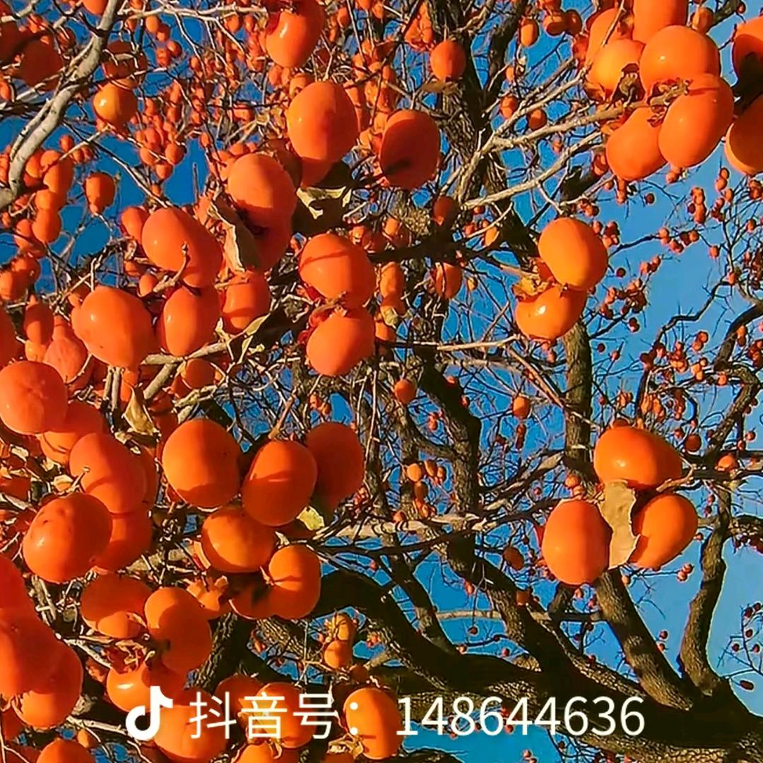 岁月静好