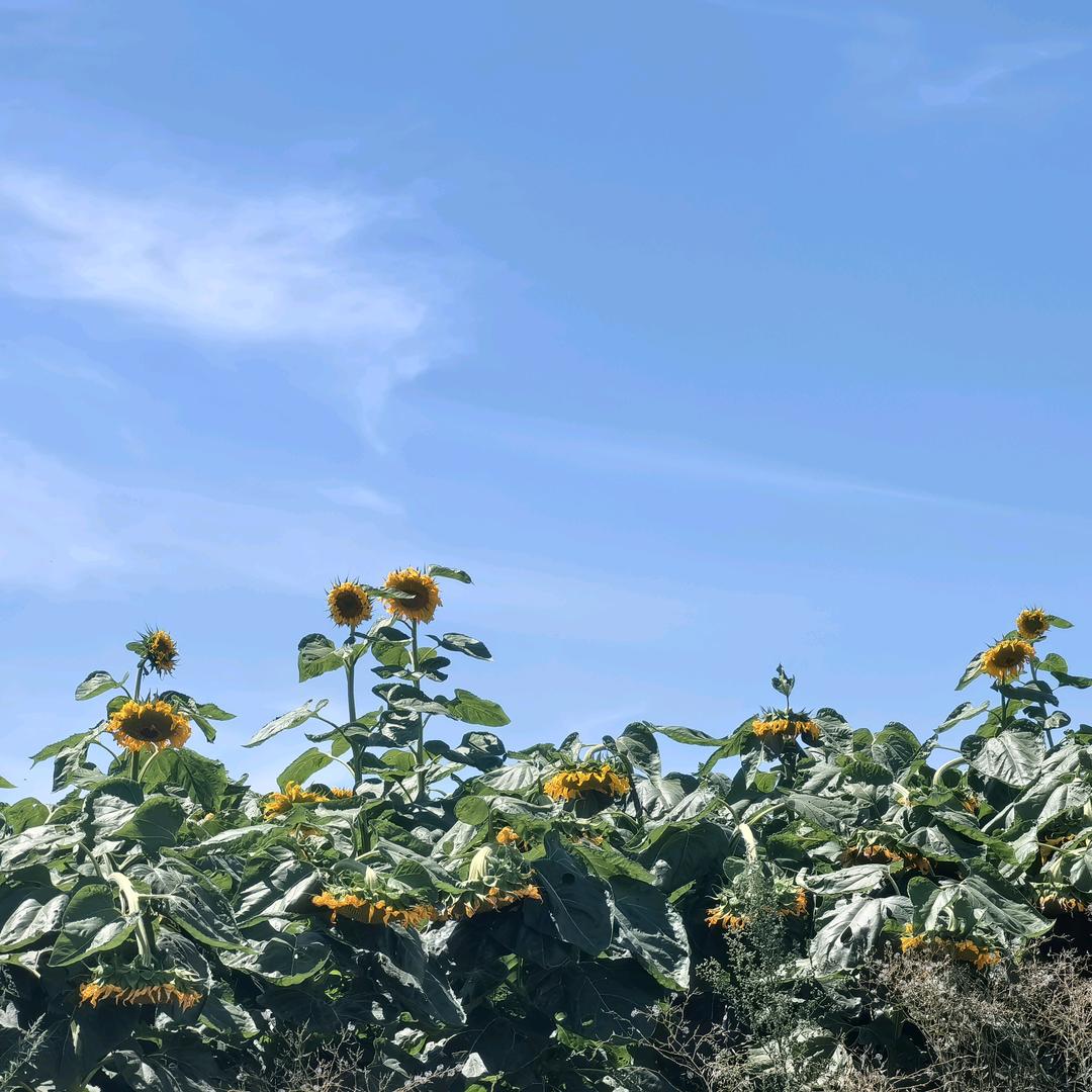 忆鑫禾🌽（全疆货源第一人）