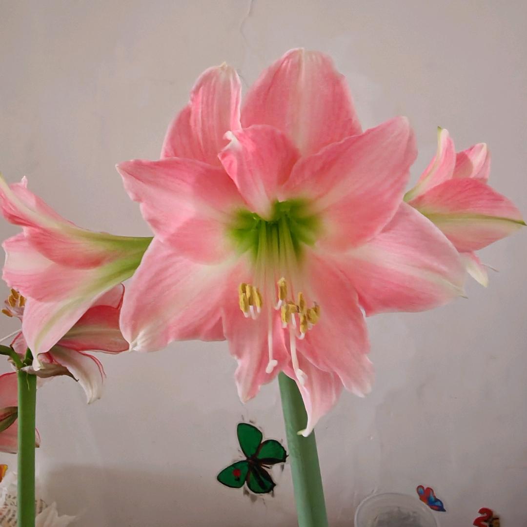 朱宝宝（拒绝私聊）