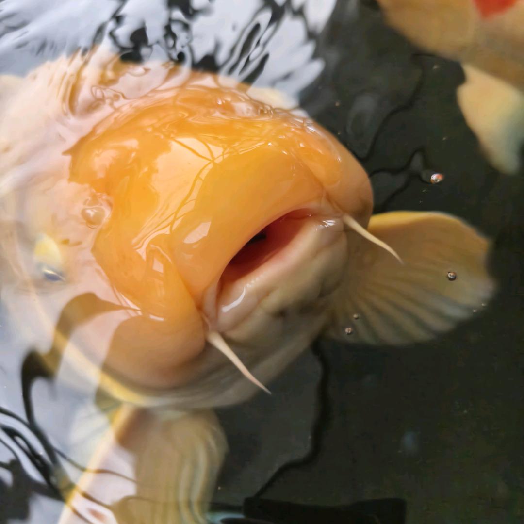 昌邑三得利@有鲤有故事@