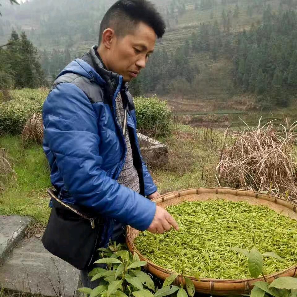 保靖茶农业