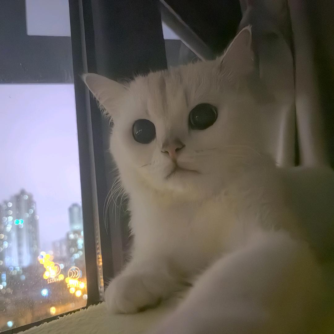 记录两只喵生活