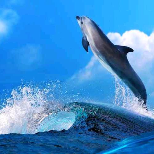 满城的汪洋　       　 ╲