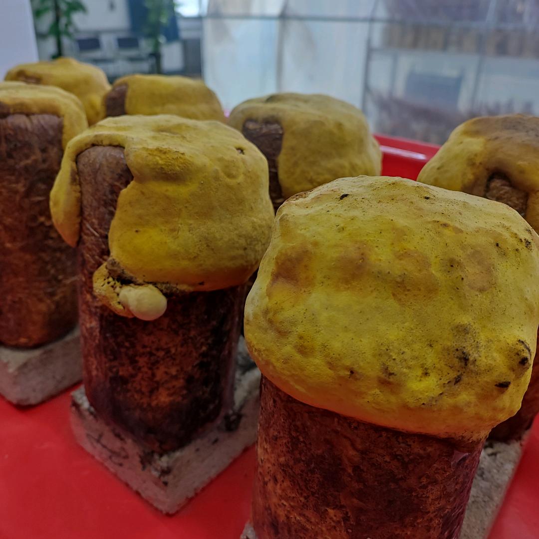 中药材种植（桑黄）