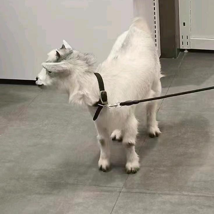 Zhou՞˶･֊･˶՞