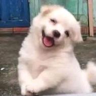 懒大王来啦（三角洲）