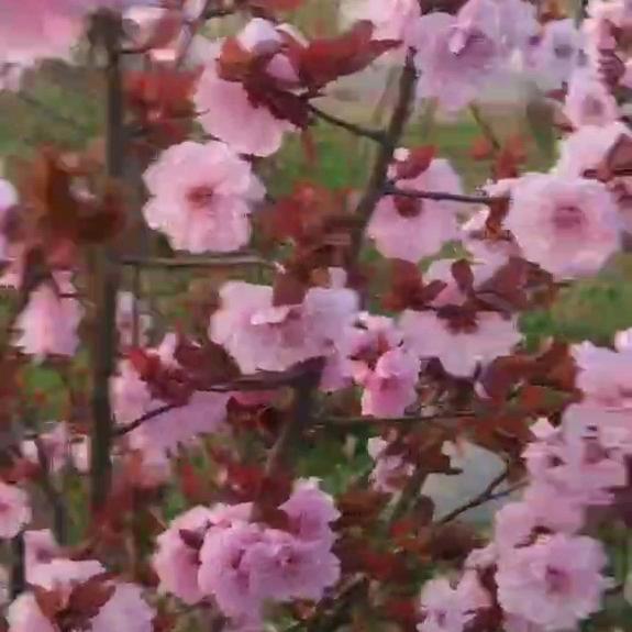 燕子💖💖🌾🌾🌾