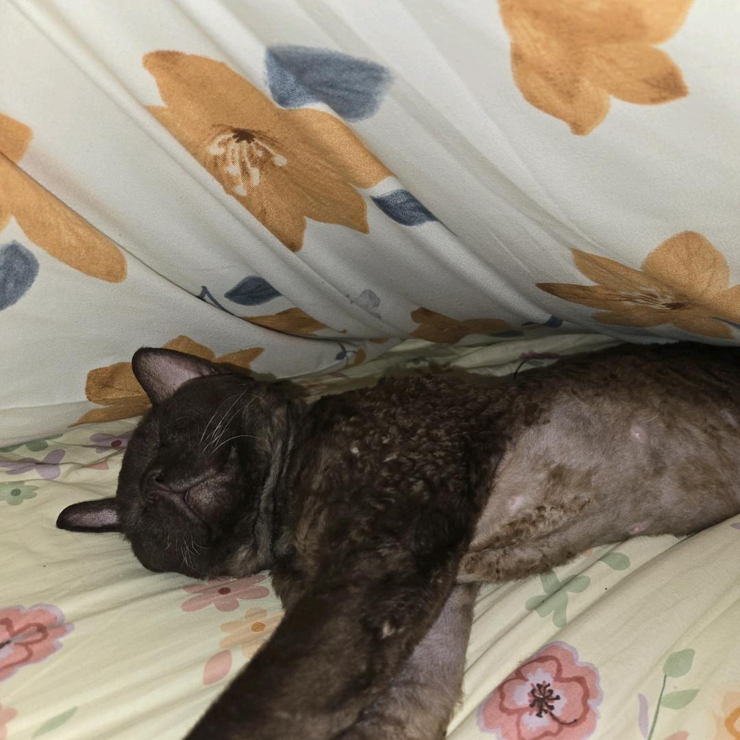 Pedro