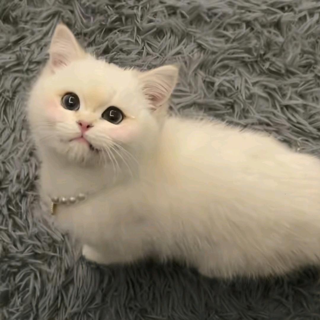 💗可爱小猫咪💗（珍珍的宝宝）