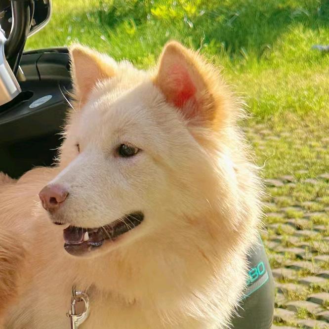 辰辰土松田园犬