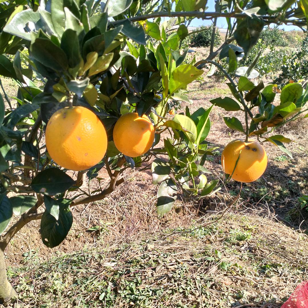 泪相思