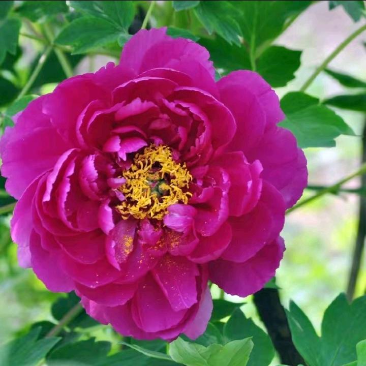 花开吉祥