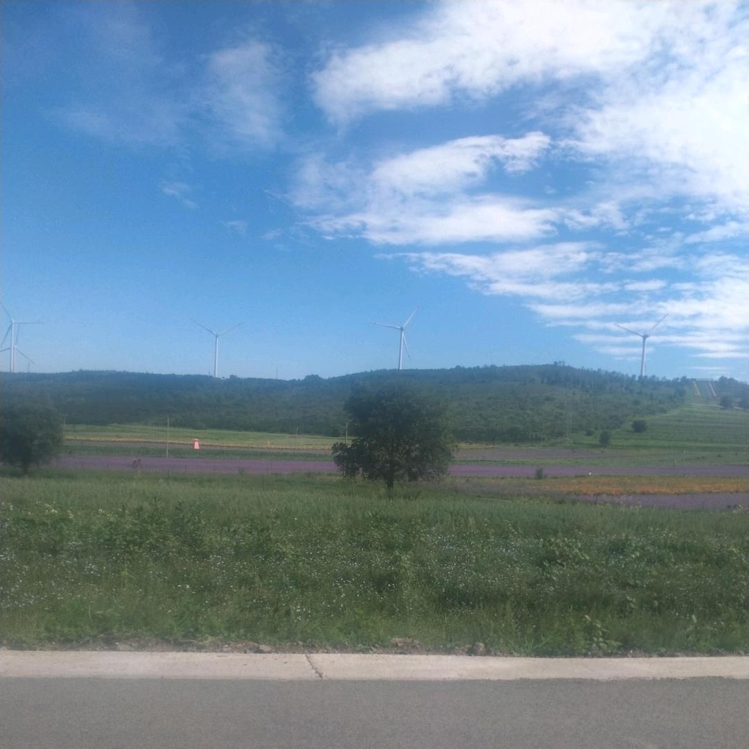 LH